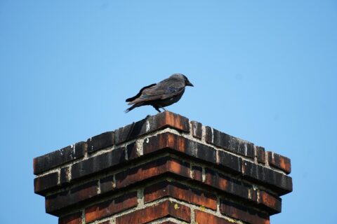 The crow at the top of the roof in Maryland